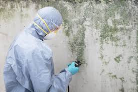 Why You Should Choose Our Mold Remediation Services in Columbus, GA